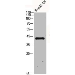 Free Fatty Acid Receptor 4 (FFAR4) Antibody