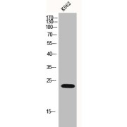 WB analysis of K562 cells, using p23/PTGES3 antibody.