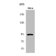 WB analysis of HeLa cells using Signal Transducer And Activator Of Transcription 6 Phospho-Tyr641 (STAT6 pY641) Antibody.