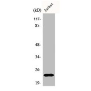 abx328450