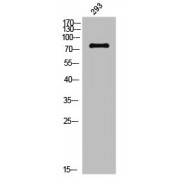 WB analysis of NIH-3T3 cells, using MAPT (pS356) antibody.
