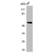 WB analysis of RAW264.7 cells.
