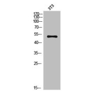 Western blot analysis of NIH-3T3 cells, using LMNA Cleaved-N231 Antibody.