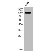 WB analysis of A549 cells, using PRKD1/2/3 pS738/742 Antibody.