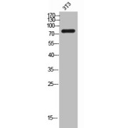 Western blot analysis of 3T3 cells, using GNE/GLCNE antibody.