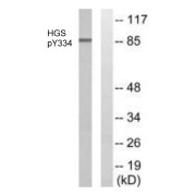 Western blot analysis of lysates from HepG2 cells treated with PMA (125 ng/ml, 30 min), using HGS (Phospho-Tyr334) Antibody. The lane on the right is blocked with the phosphopeptide.