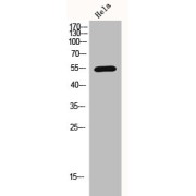 Western blot analysis of extracts from HeLa cells using HDAC1 antibody.