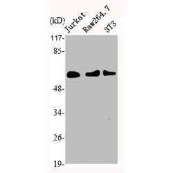 Histone Deacetylase 1 (HDAC1) Antibody