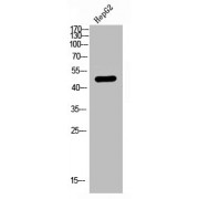 WB analysis of HepG2 cells, using GPAT3/AGPAT9 antibody.