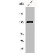 Western blot analysis of HT29 cell extracts using Metabotropic Glutamate Receptor 5 (GRM5) Antibody.