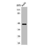 WB analysis of Jurkat cells, using 5-Hydroxytryptamine Receptor 1A / 5-HT1A (HTR1A) Antibody.