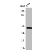 WB analysis of HT29 cells using TGFB1 Polyclonal Antibody.
