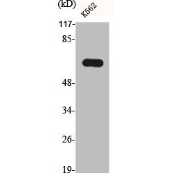 Aromatase (CYP19A1) Antibody