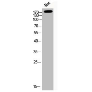 Western Blot analysis of rat cells using IRS1 pS794 antibody (abx329494)