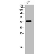 WB analysis of 3T3 cells.