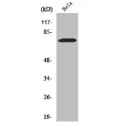 Western Blot analysis of HeLa cell lysates using Yes-Associated Protein 1 (YAP1) Antibody.