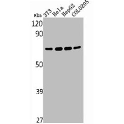 Yes-Associated Protein 1 (YAP1) Antibody