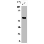 WB analysis of COS7 cells, using SRC (pY529) Antibody.