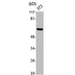 SRC Proto-Oncogene, Non-Receptor Tyrosine Kinase Phospho-Tyr529 (SRC pY529) Antibody