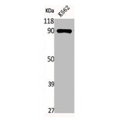 Heat Shock Protein 90 kDa Alpha B1 Phospho-Ser254 (HSP90AB1 pS254) Antibody