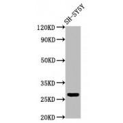 WB analysis of SH-SY5Y whole cell lysates, using CD99L2 antibody (4 µg/ml). Predicted band size: 16, 21, 23, 28, 29 kDa. Observed band size: 28 kDa.