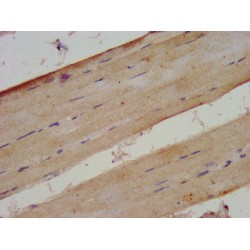 Xin actin-binding repeat-containing protein 2 (XIRP2) Antibody