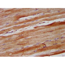 Nebulin (NEB) Antibody