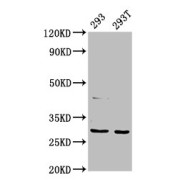 abx338383