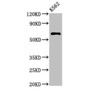WB analysis of K562 whole cell lysate using MARS2 antibody (3 µg/ml) folllowed by a Goat anti-Rabbit IgG antibody (1/5000 dilution). Calculated MW: 67 kDa, Observed MW: 67 kDa.