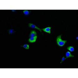 Nuclear Mitotic Apparatus Protein 1 (NUMA1) Antibody
