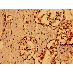 Nuclear Mitotic Apparatus Protein 1 (NUMA1) Antibody