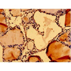 Nuclear Mitotic Apparatus Protein 1 (NUMA1) Antibody