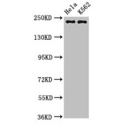 WB analysis of HeLa and K562 whole cell lysates, using NUMA1 antibody (3.2 µg/ml). Predicted band size: 239, 237, 202, 201, 110 kDa. Observed band size: 239 kDa.