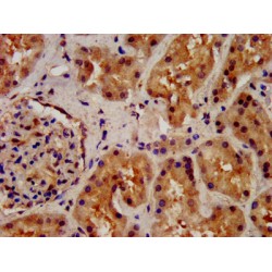 Wntless Wnt Ligand Secretion Mediator (WLS) Antibody