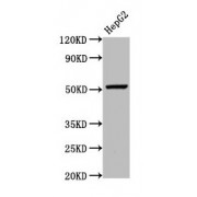 WB analysis of HepG2 whole cell lyhsate, using WLS antibody (5.4 µg/ml). Predicted band size: 63, 52 kDa. Observed band size: 52 kDa.