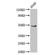 WB analysis of A549 whole cell lysates, using EDAR antibody (2.7 µg/ml) and Goat anti-Rabbit polyclonal secondary antibody (1/50000 dilution). Predicted band size: 49, 52 kDa. Observed band size: 49 kDa.