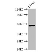 Western blot analysis of Mouse liver tissue using FUT8 antibody (5.9 µg/ml). Predicted band size: 67 kDa, 36 kDa, 48 kDa, 20 kDa; Observed band size: 48 kDa.