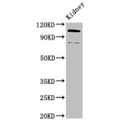 abx338754
