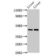 abx338794