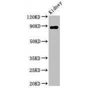 WB analysis of rat kidney tissue, using DPP4 antibody (2.8 µg/ml). Predicted band size: 89 kDa, Observed band size: 89 kDa