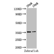WB analysis of zebrafish tissue (20 µg and 10 µg), using tal1 antibody (3 µg/ml). Predicted band size: 23, 36 kDa. Observed band size: 36 kDa.