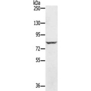 WB analysis of Jurkat cells (40 µg), using RNF43 antibody (1/300 dilution).