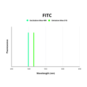 Ubiquitin carboxyl-terminal hydrolase 46 (USP46) Antibody (FITC)