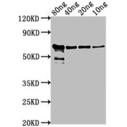 WB analysis of serial dilutions (80 ng, 40 ng, 20 ng, 10 ng) of recombinant Chicken Anemia Virus Dual Specificity Protein Phosphatase VP2 (CAV VP2) protein, using Chicken Anemia Virus Dual Specificity Protein Phosphatase VP2 (CAV VP2) antibody, followed by a secondary Goat anti-Rabbit IgG (1/50000 dilution). Calculated MW: 62 kDa, Observed MW: 62 kDa.
