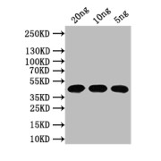 Western blot analysis of recombinant RVFV N Protein using Rift Valley Fever Virus Nucleoprotein (RVFV N) Antibody (1/1000 dilution) and Goat Anti-Rabbit IgG (1/50000). Calculated MW: 44 kDa<br>Observed MW: 44 kDa