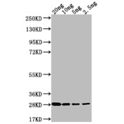 Western blot analysis of recombinant lptD using LPS-assembly protein LptD (lptD) Antibody (1/2000 dilution) and Goat Anti-Rabbit IgG (1/50000 dilution).<br>Calculated MW: 26.3 kDa<br>Observed MW: 28.1 kDa