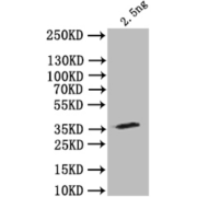 WB analysis of recombinant stau protein using stau antibody (1/1000 dilution) and Goat anti-Rabbit IgG H&L antibody (1/50000 dilution). Calculated MW: 34 kDa, Observed MW: 34 kDa.