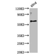 abx345589