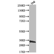 WB analysis of recombinant HSV-2 US12 protein, using HSV-US12 antibody (1/2000 dilution) and a Goat anti-Rabbit IgG antibody (1/50000 dilution). Calculated MW: 28 kDa, Observed MW: 34 kDa.