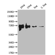 Western blot analysis of recombinant Flagellin using Flagellin (fliC) Antibody (1/2000 dilution) and Goat Anti-Rabbit IgG (1/50000 dilution). <br>Calculated MW: 68 kDa<br>Observed MW: 68 kDa